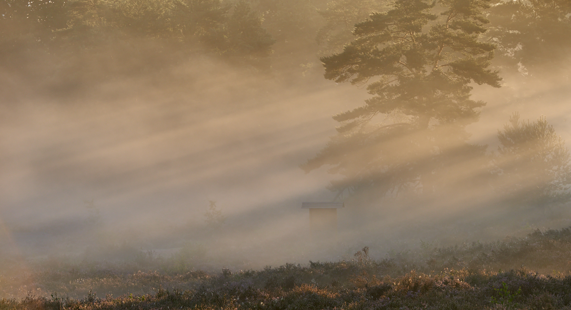 Streiflichter mit Durchblick auf der Mehlinger Heide.