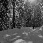 Streift die Stille durch die Wälder