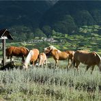 Streifzüge am Vinschger Sonnenberg III