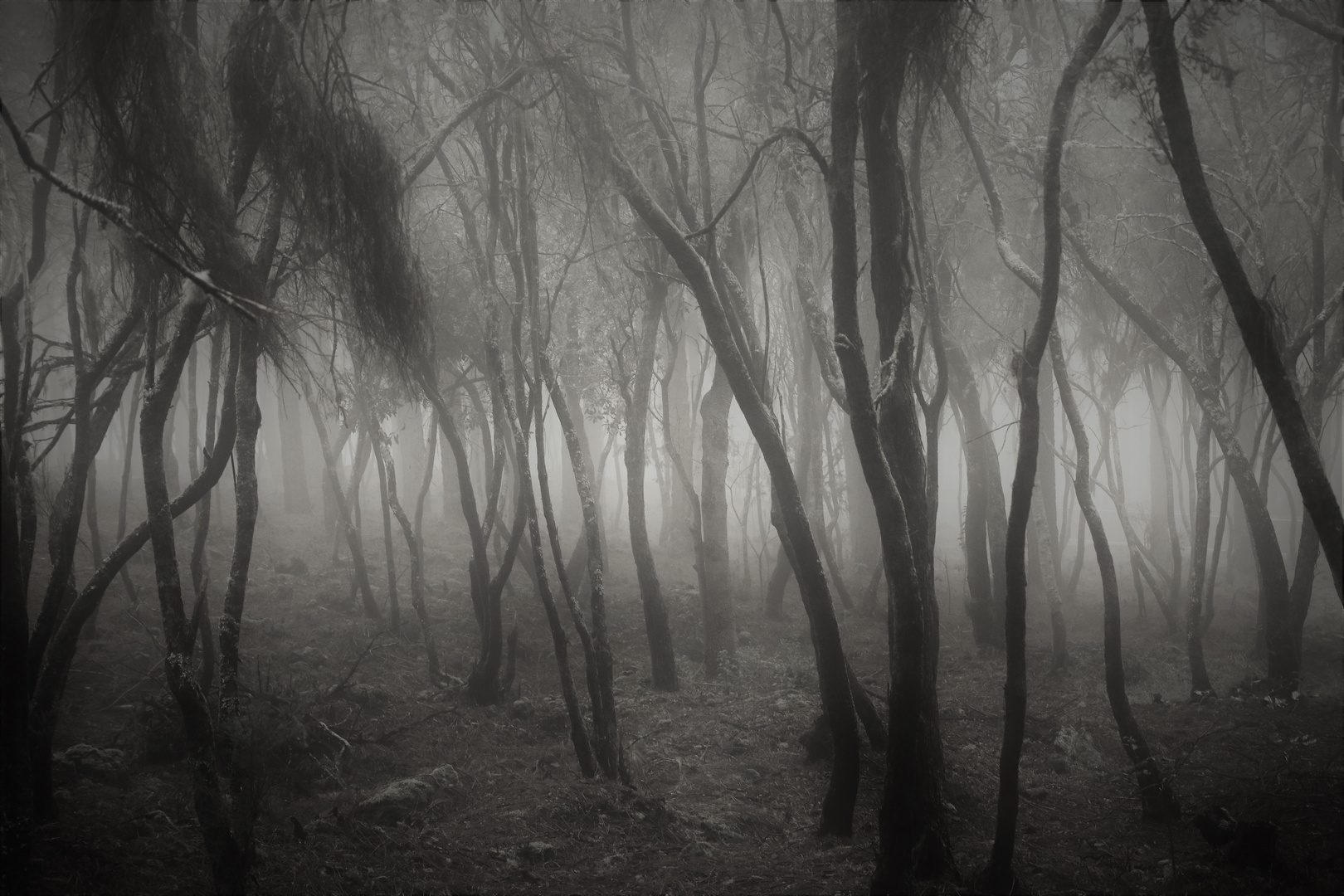 Streifzüge durch den Nebelwald