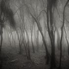 Streifzüge durch den Nebelwald