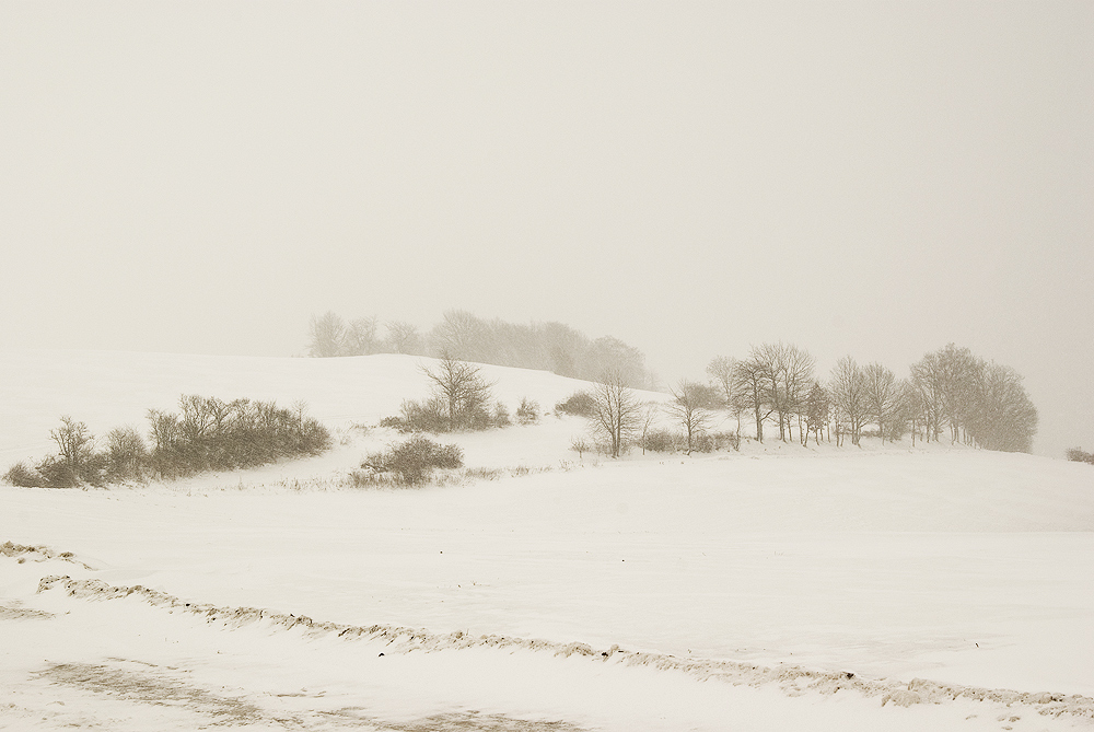 Streifzüge im Schnee (3)