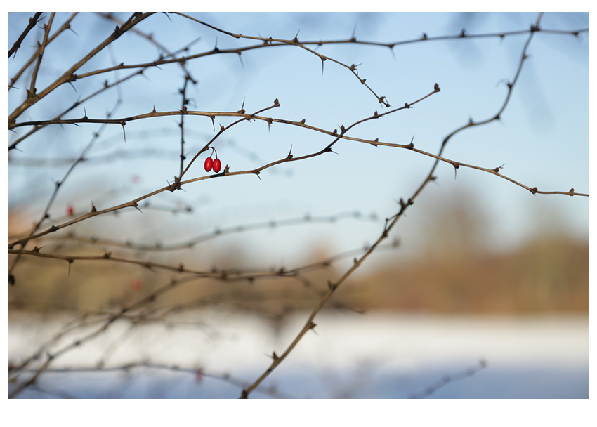 streifzüge januar III