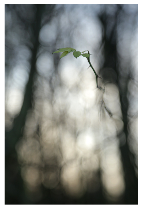 streifzüge januar IV