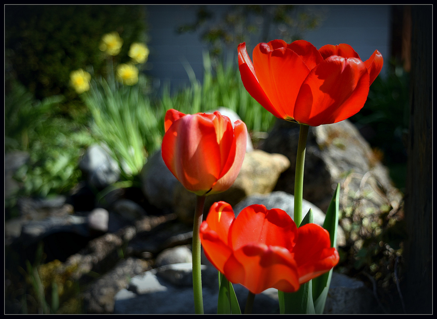 ...Streifzug durch den Garten ...2...