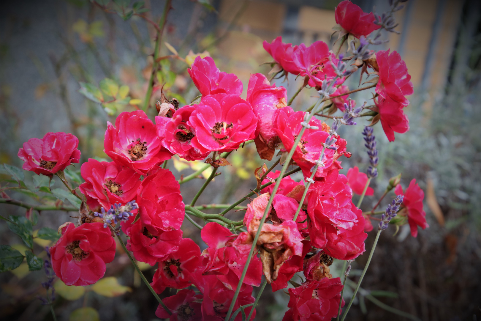 Streifzug durch den Garten