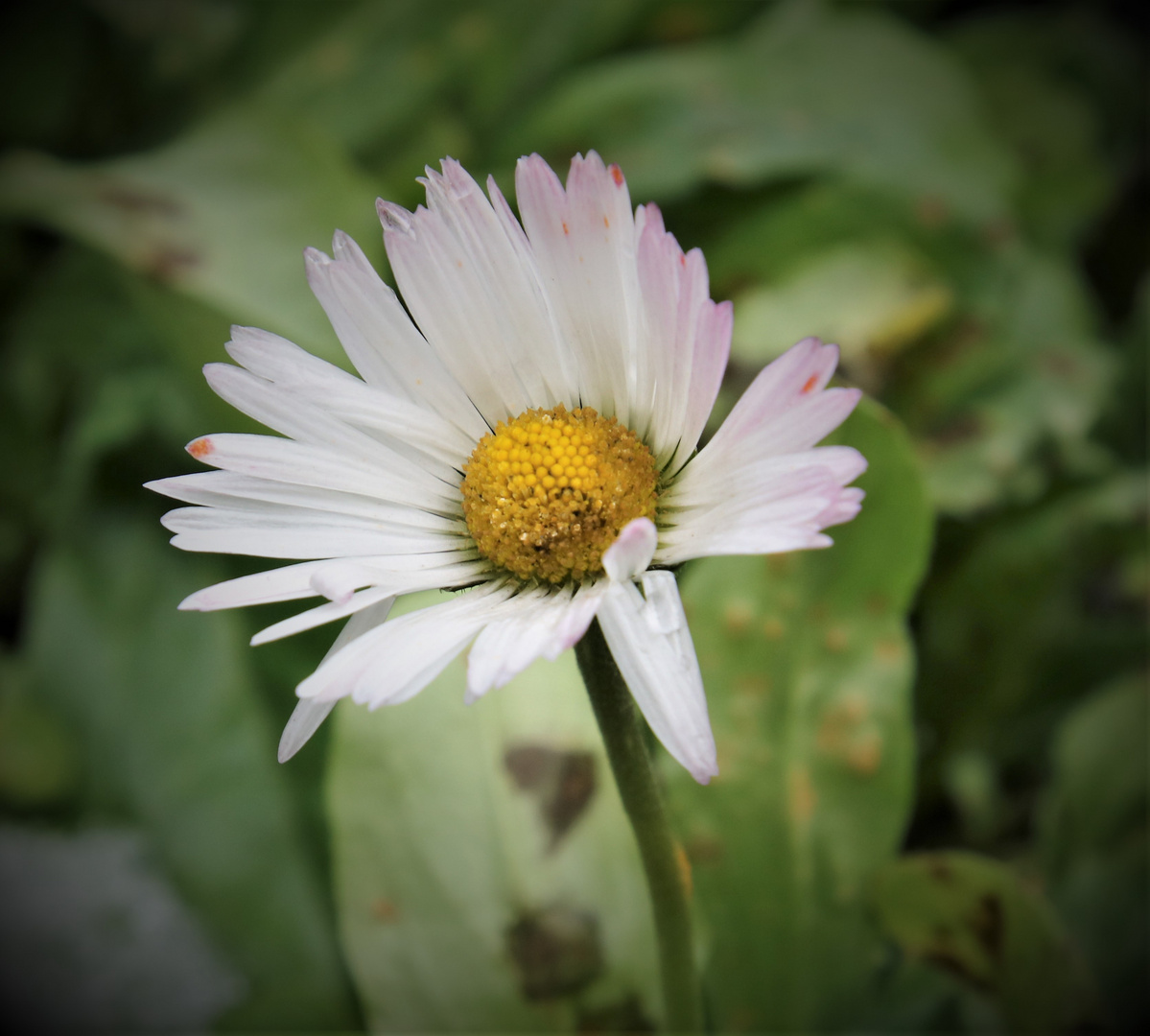 Streifzug durch den Garten