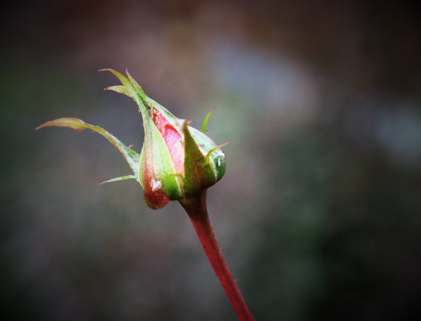 Streifzug durch den Garten