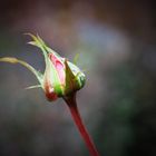 Streifzug durch den Garten