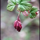 Streifzug durch den Garten4