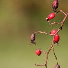 Streifzug durch den Herbst