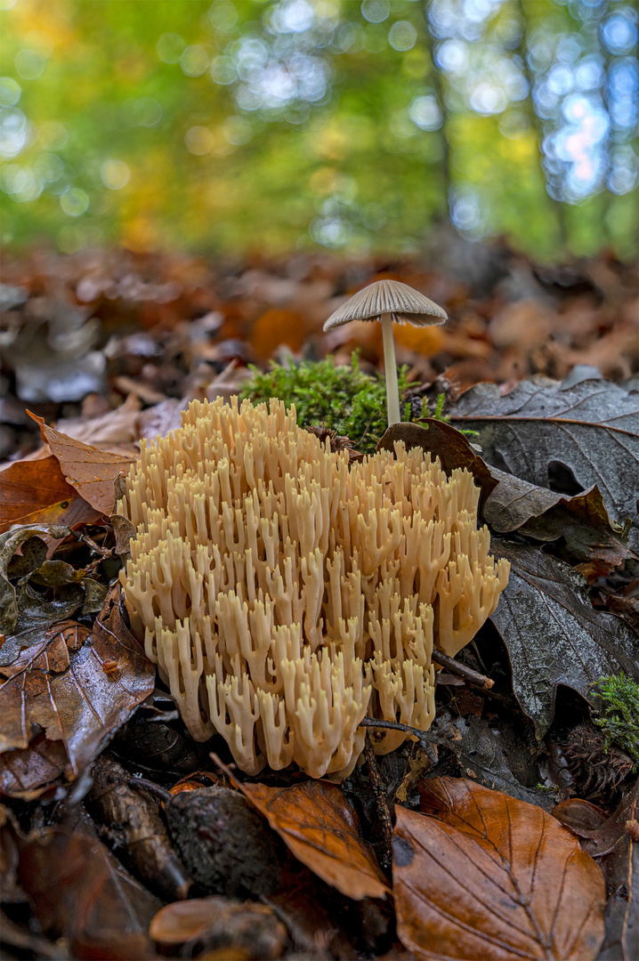 Streifzug durch den herbstlichen Wald.