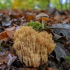 Streifzug durch den herbstlichen Wald.