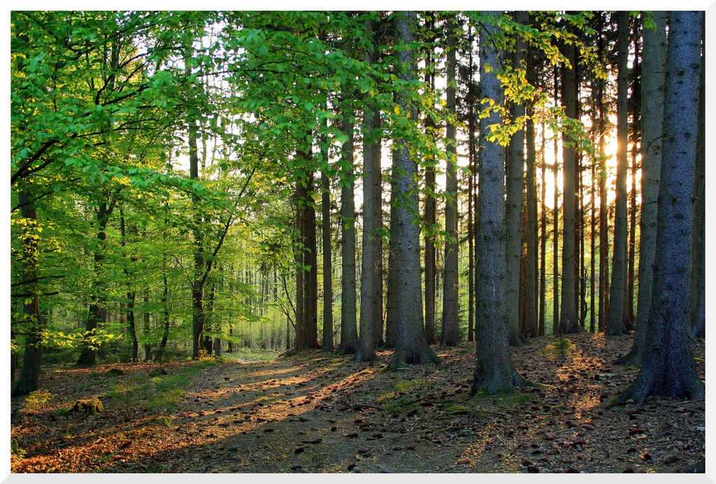 Streifzug durch den Wald