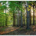 Streifzug durch den Wald