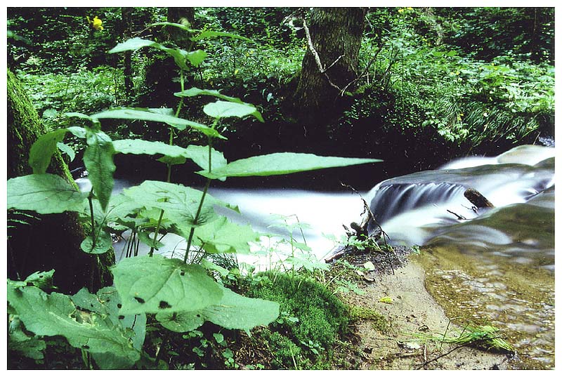 Streifzug durch den Wald #3