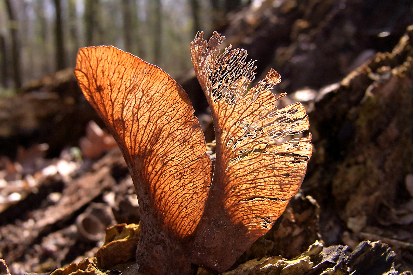 Streifzug durch den Wald