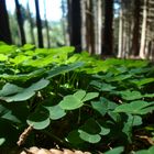 Streifzug durch den Wald II