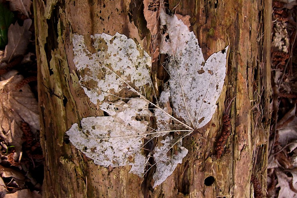 Streifzug durch den Wald II