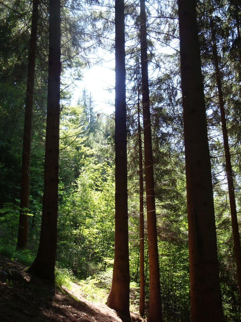 Streifzug durch den Wald III
