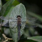 Streifzug durch die Natur (1)