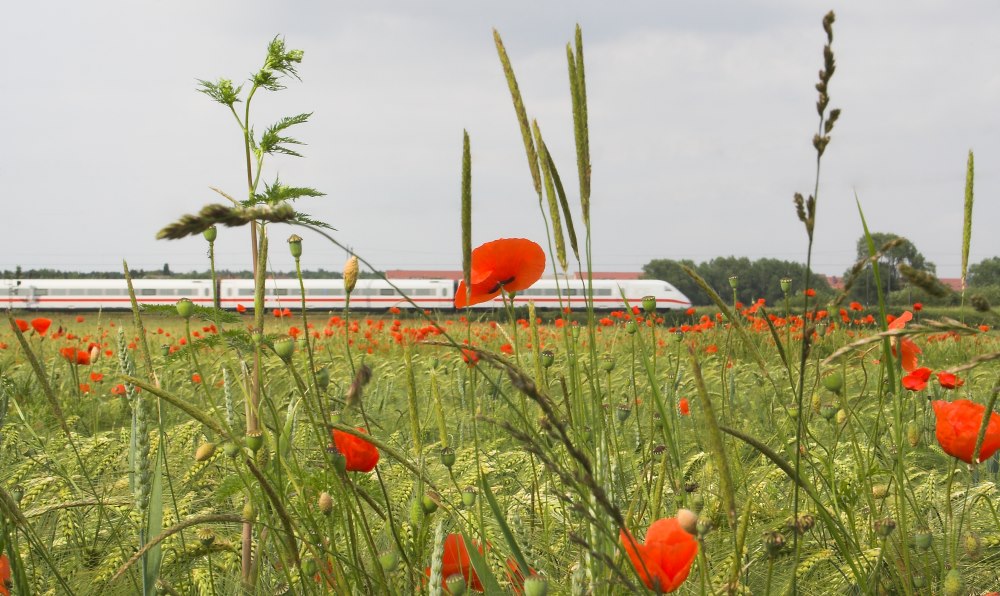 Streifzug durch die Natur