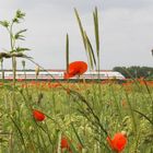 Streifzug durch die Natur