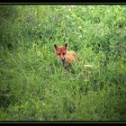 Streifzug durch die Wildnis