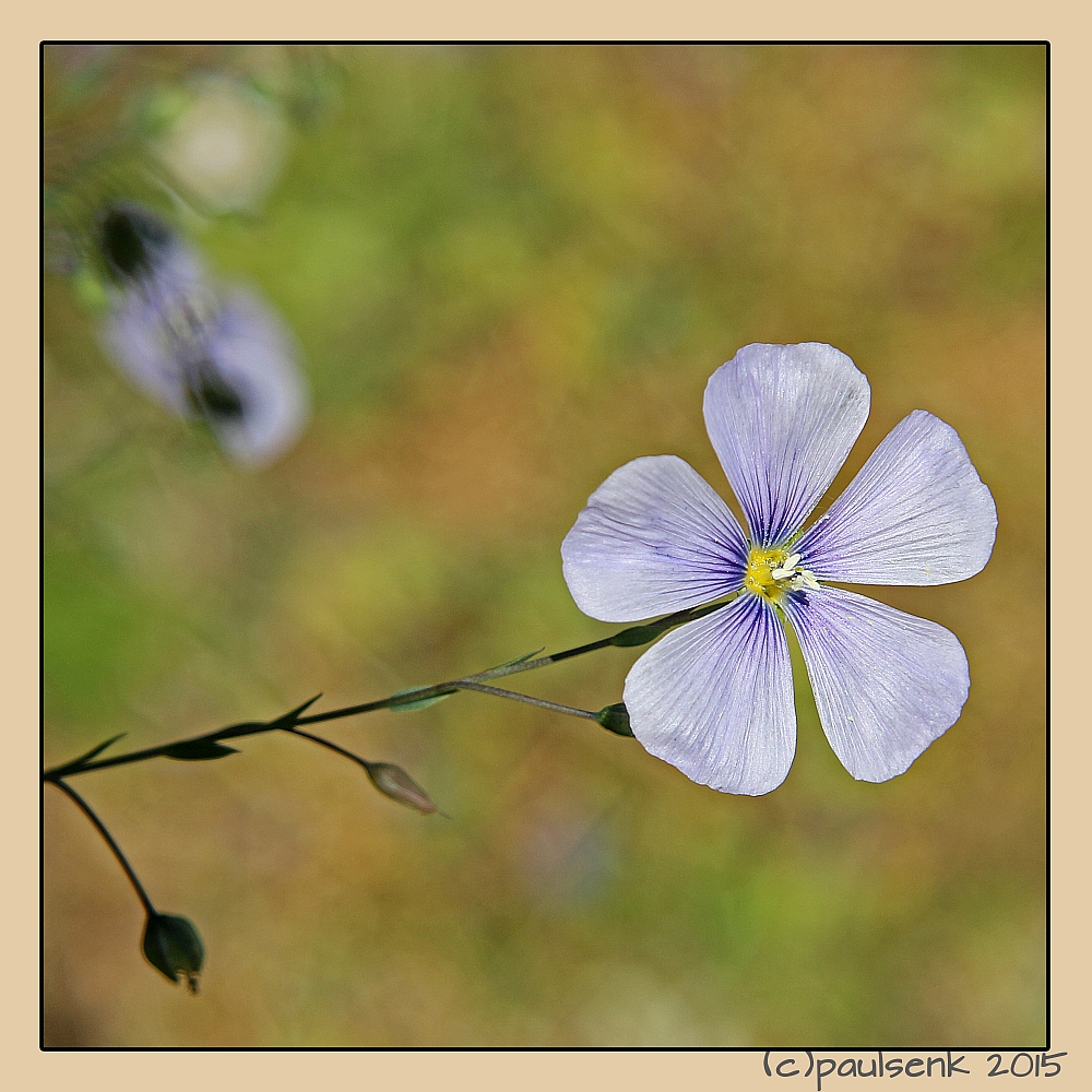 Streifzug durch Mutter' s Garten 2