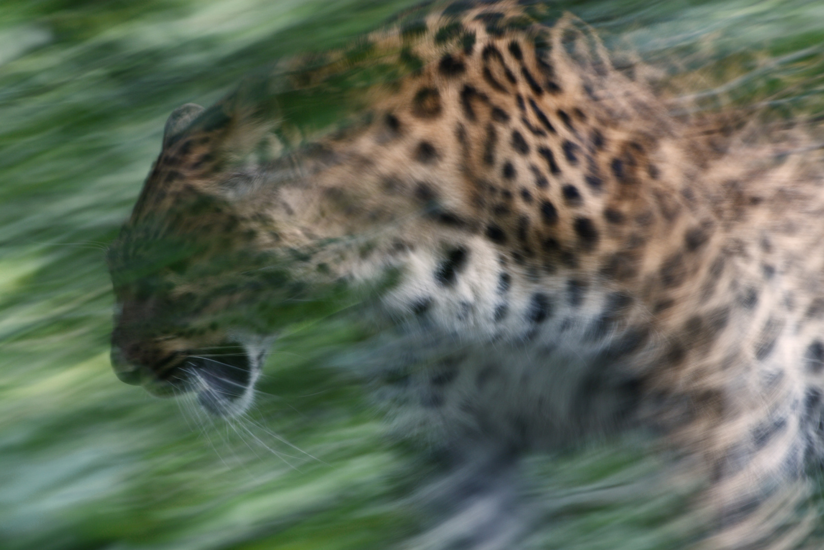 Streifzug eines Chinesischen Leoparden