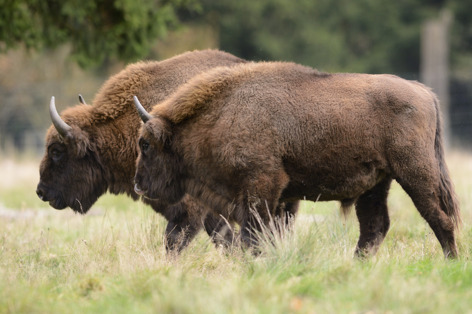 Streifzug im Wisent Gehege