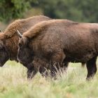 Streifzug im Wisent Gehege