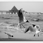 Streit am Strand