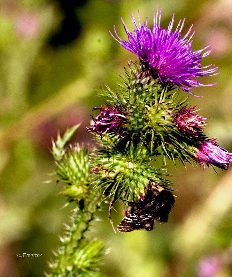 Streit an der Kratzdistel