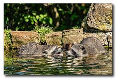 Streit bei den Waschbären