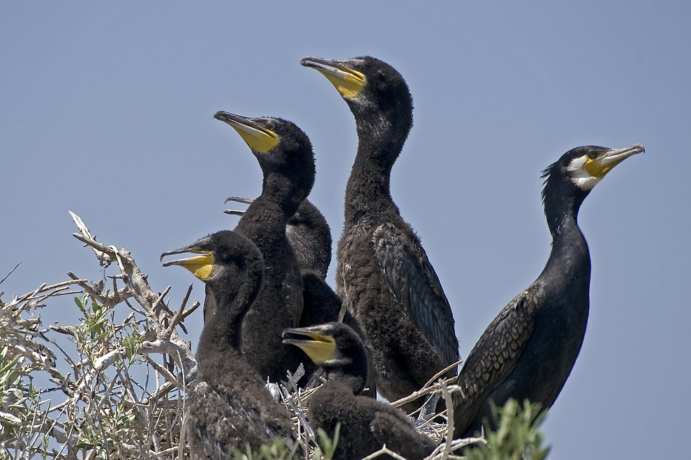 Streit bei Familie Kormoran?