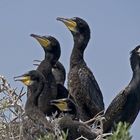 Streit bei Familie Kormoran?