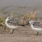 Streit bei Familie Sanderling?