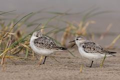 Streit bei Familie Sanderling?