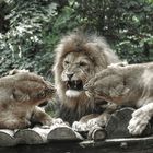 Streit bei Lion's