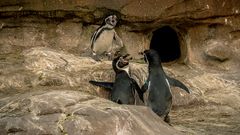 Streit bei Pinguins