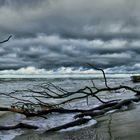 Streit der Biotope: Weststrand (I)