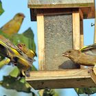 Streit der Grünfinken mit eienm Raketenabgang des Unterlegenen