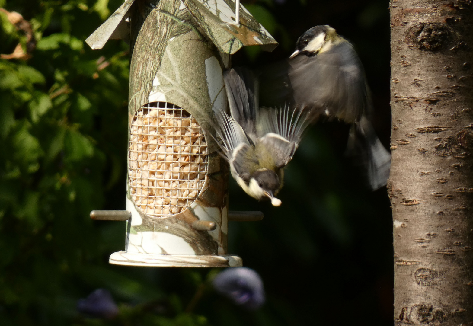 Streit der Meisen an meiner Futterstelle im Garten