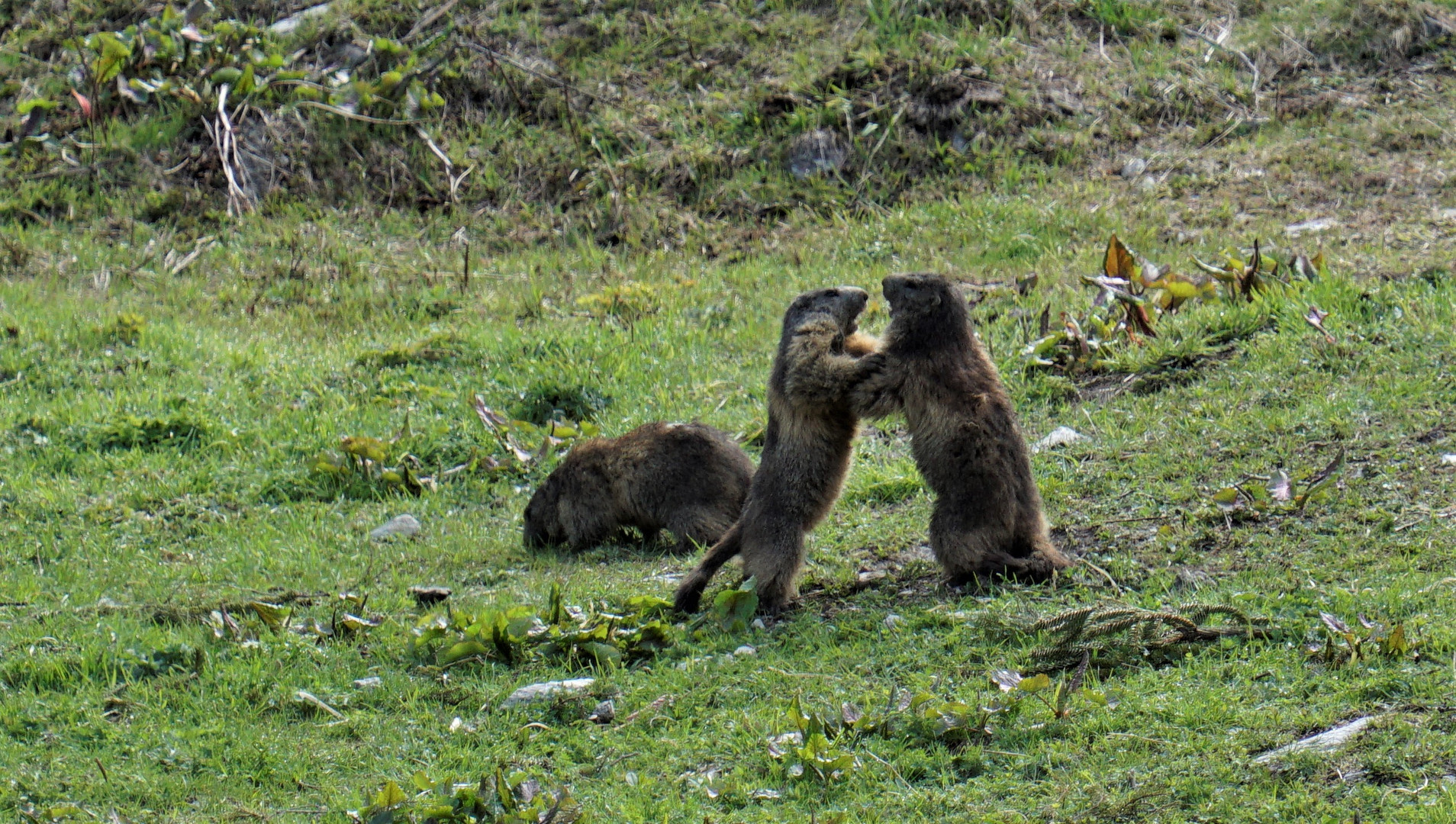 Streit der Murmeltiere 