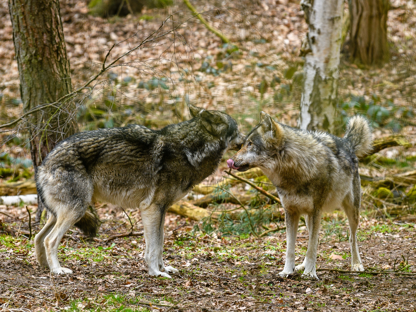 Streit der Wölfe 1