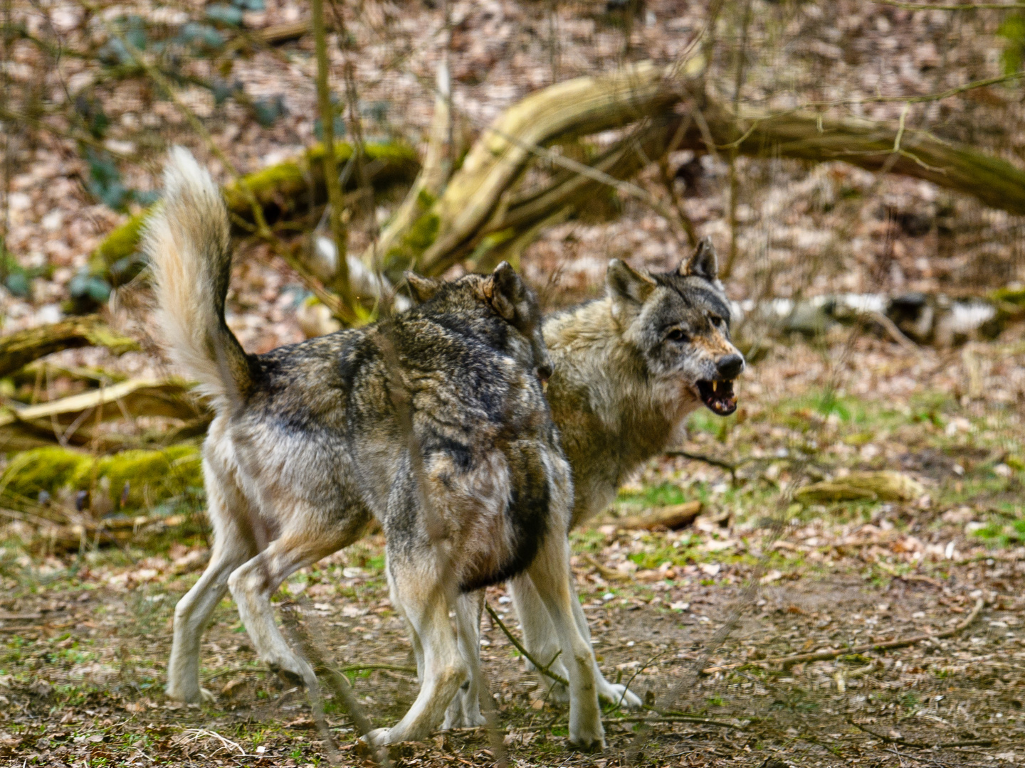 Streit der Wölfe 4