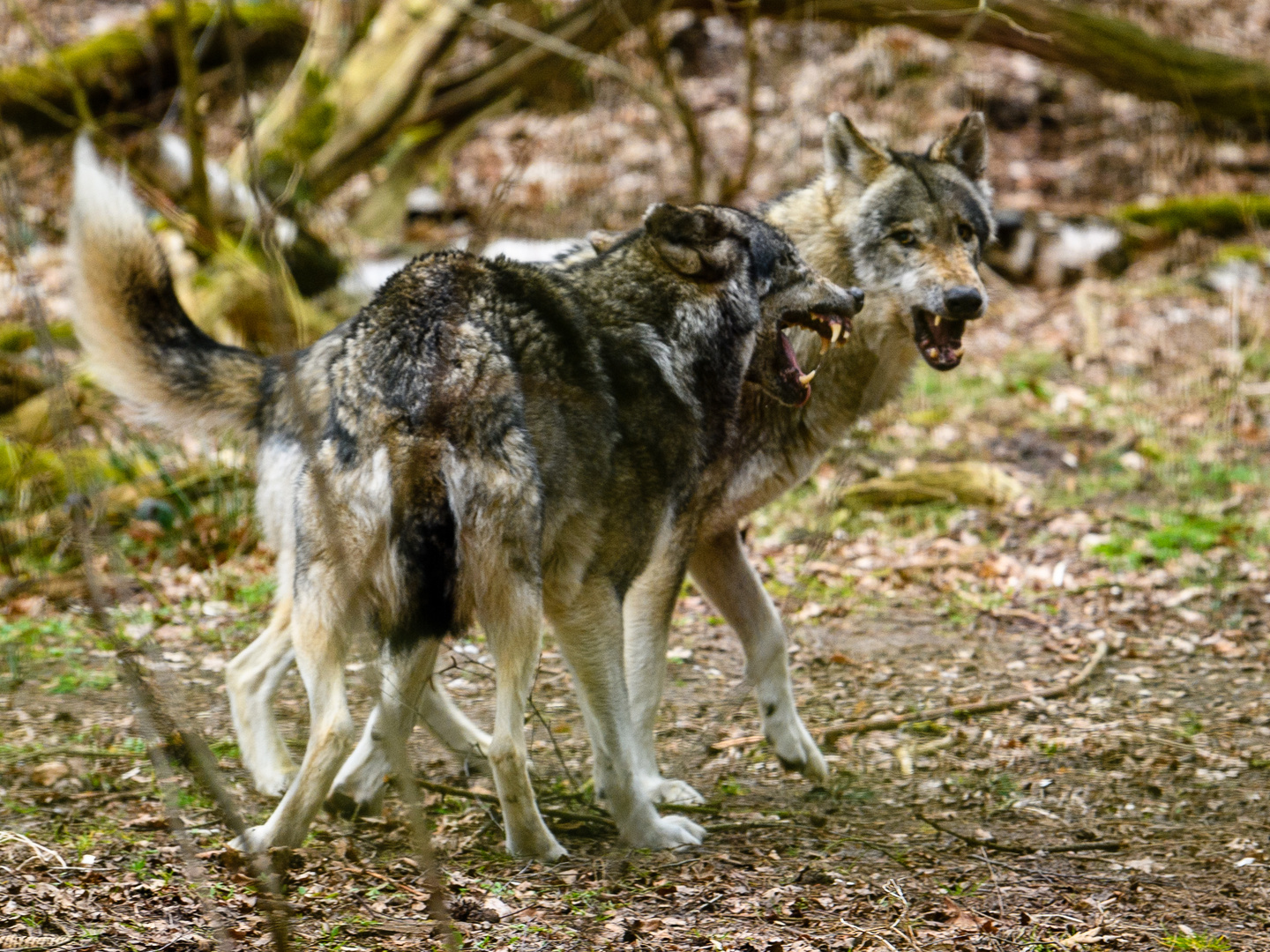Streit der Wölfe 5