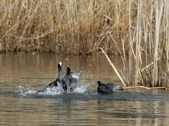 "STREIT - HÄÄÄ ähem STREIT - RALLEN"
