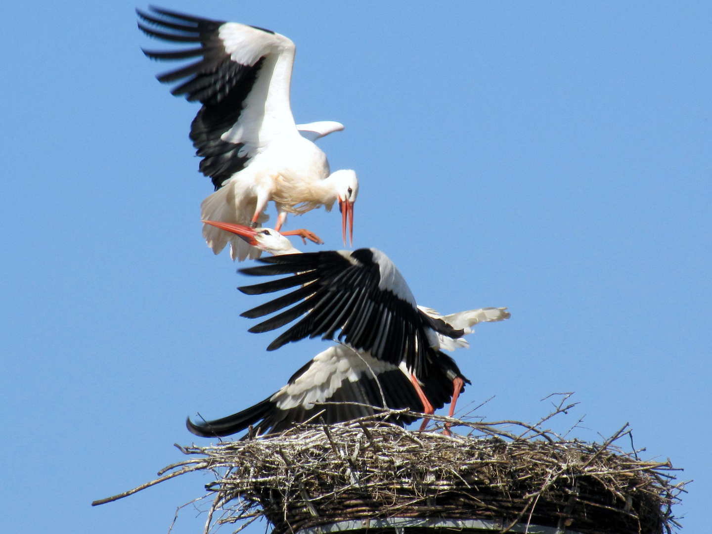 "Streit im Storchennest..."